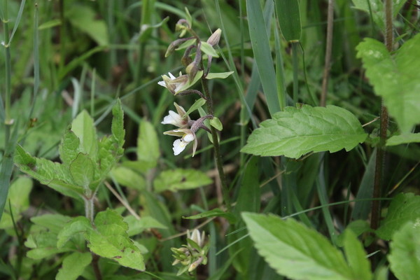 photo of Marsh Helleborine