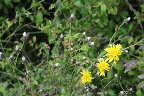 photo of Rough Hawk's Beard