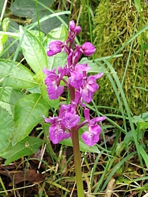 photo of Early Purple Orchid