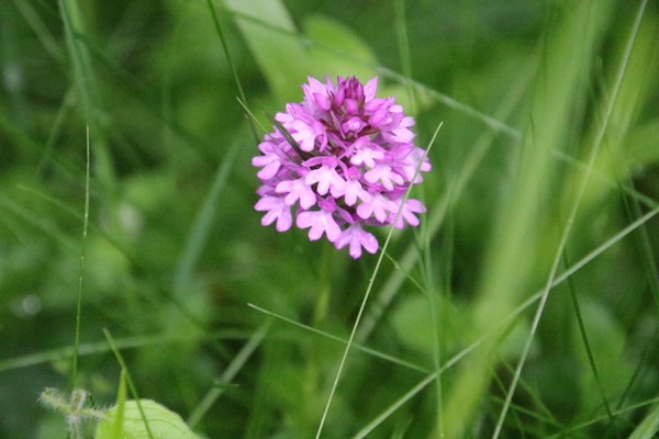 photo of Pyramidal Orchid