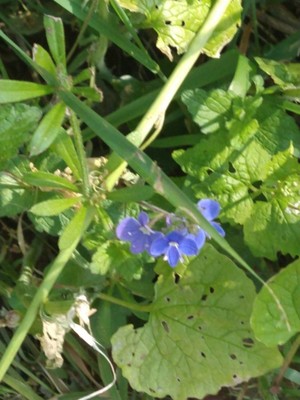 photo of Germander Speedwell