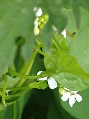 photo of Garlic Mustard
