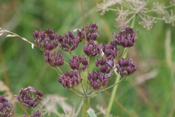 photo of Greater Burnet Saxifrage