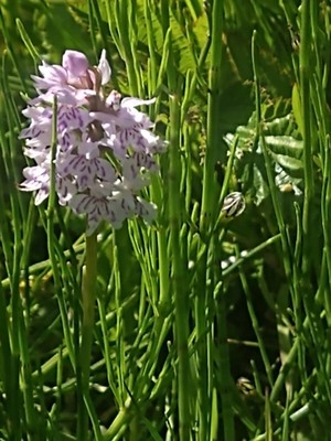 photo of Common Spotted Orchid