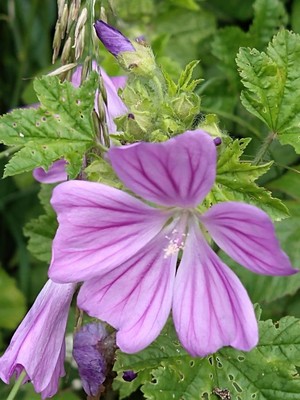 photo of Common Mallow