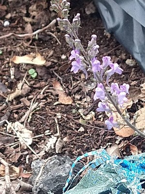 photo of Purple Toadflax