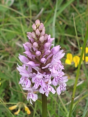photo of Common Spotted Orchid