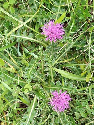 photo of Drawf Thistle