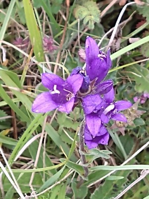 photo of Clustered Bellfower