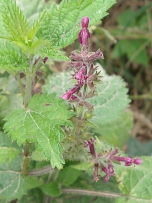 photo of Hedge Woundwort