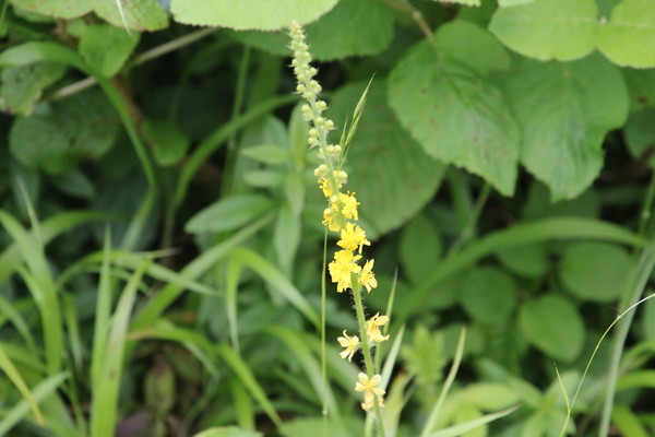 photo of Agrimony