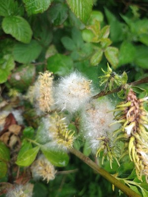photo of Goat Willow