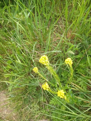 photo of Common Winter Cress