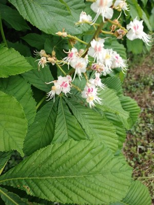 photo of Horse Chestnut