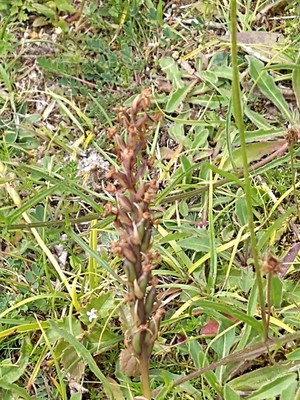 photo of Common Twayblade