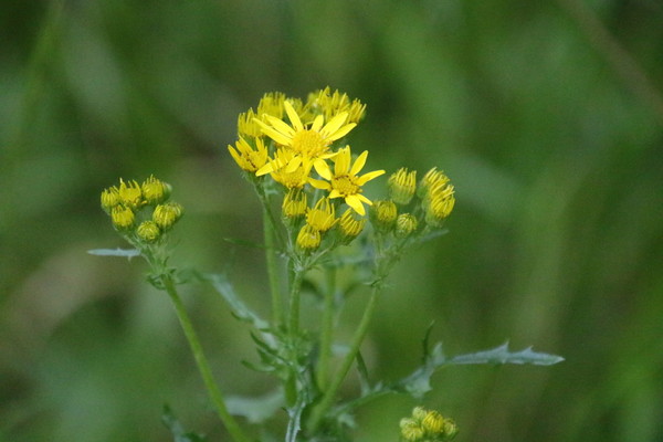 photo of Ragwort