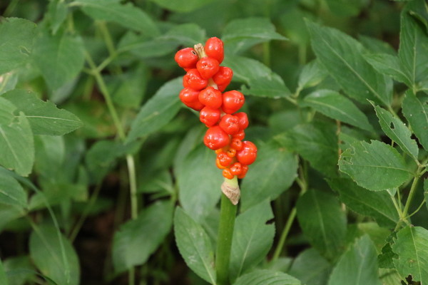 photo of Italian Arum