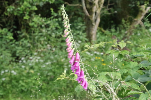photo of Foxglove