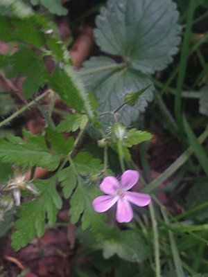 photo of Herb Robert