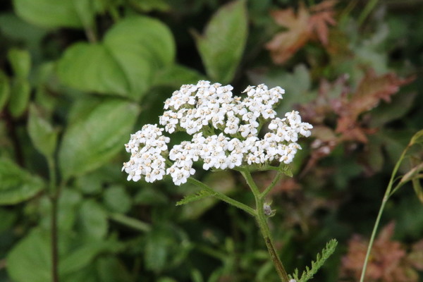 photo of Yarrow