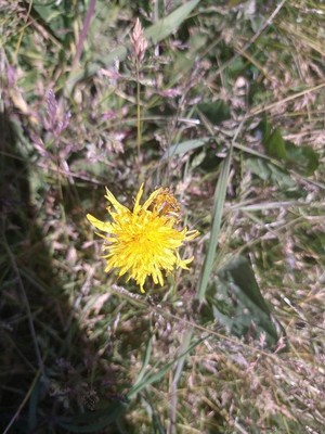 photo of Perennial Sow Thistle