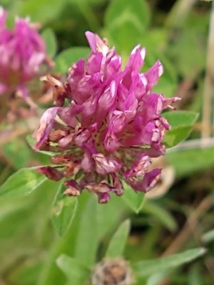 photo of Red Clover