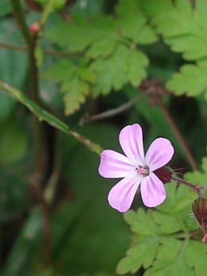 photo of Herb Robert