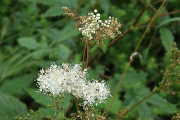 photo of Meadowsweet