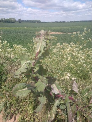 photo of Prickly Sow Thistle