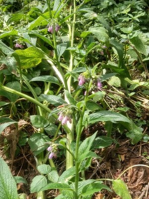 photo of Common Comfrey
