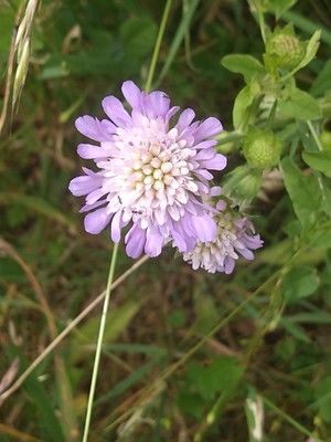 photo of Field Scabious