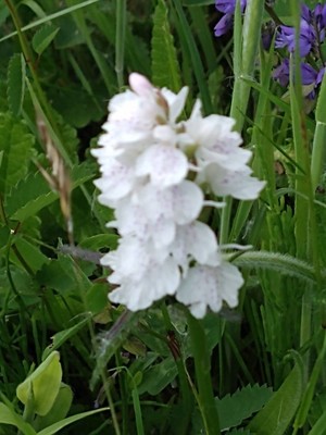 photo of Heath Spotted Orchid