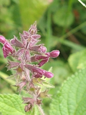 photo of Hedge Woundwort
