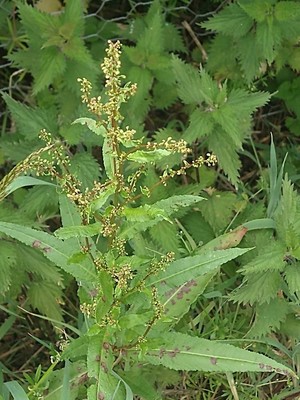 photo of Clustered Dock