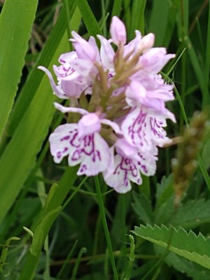 photo of Heath Spotted Orchid
