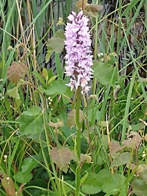 photo of Common Spotted Orchid