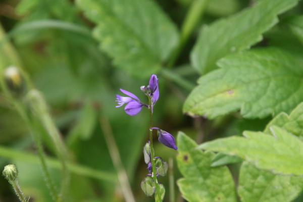 photo of Common Milkwort