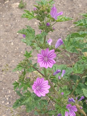 photo of Common Mallow