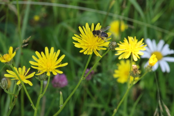 photo of Rough Hawk's Beard