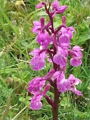 photo of Early Purple Orchid