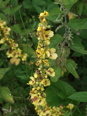 photo of Dark Mullein