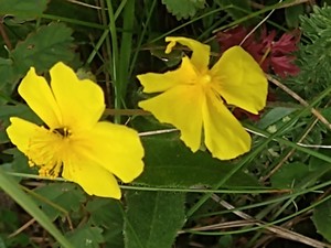 photo of Common Rockrose