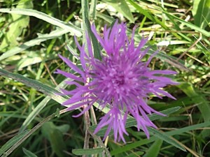 photo of Brown Knapweed