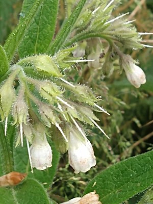 photo of Common Comfrey