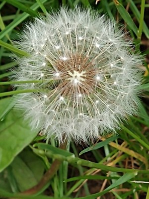 photo of Dandelion