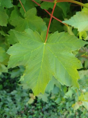 photo of Sycamore
