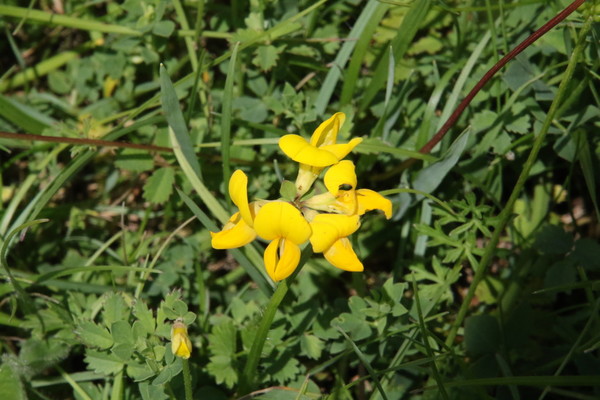photo of Bird's Foot Trefoil