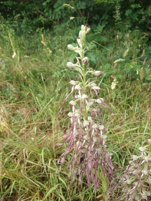 photo of Lizard Orchid