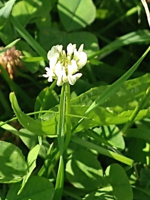 photo of White Clover
