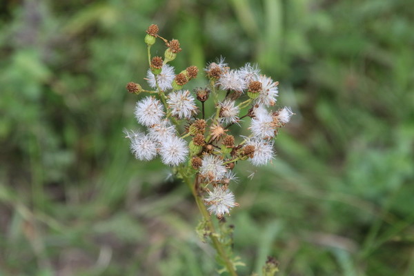 photo of Hoary Ragwort